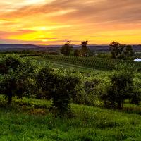 Orange and pink sunset over trees and grass in Orange County, New York